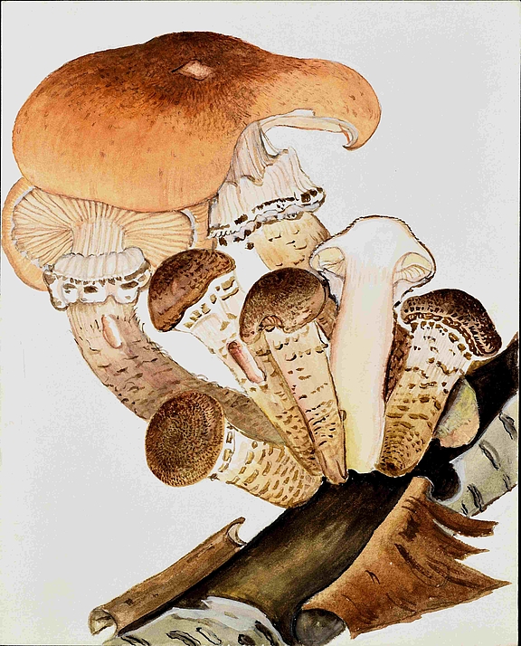 Aquarell Helga Marxmüller Armillaria ostoye Aquarell Helga Marxmüller Armillaria ostoye