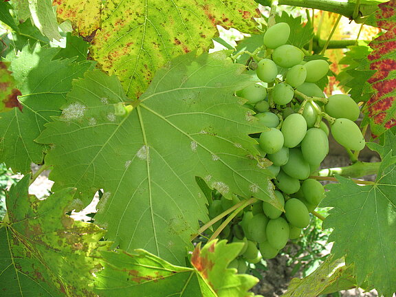 Falscher Mehltaupilz des Weins (Plasmopara viticola)