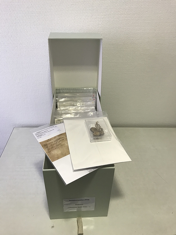 Kästen für Großpilze Agaricomycotina und Belege Kästen für Großpilze Agaricomycotina und Belege