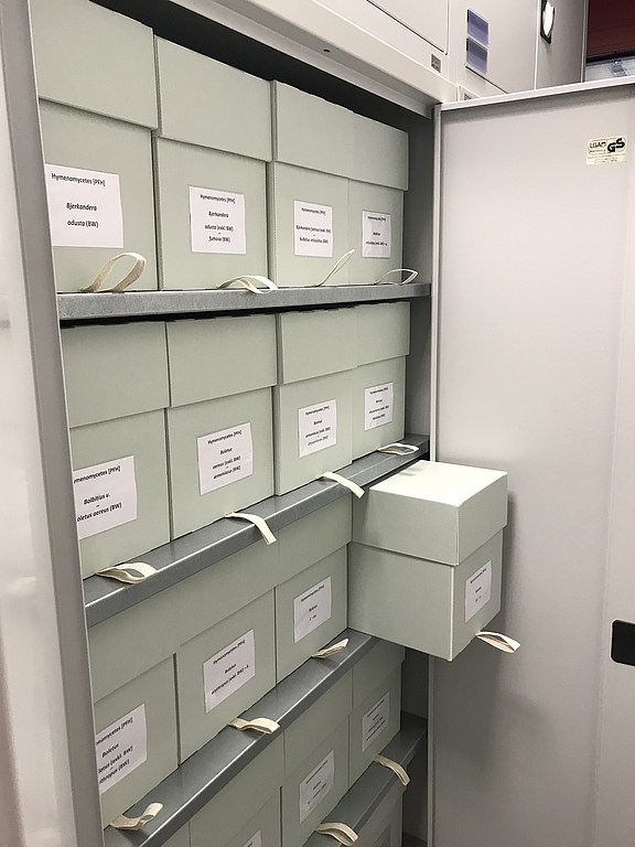 Herbarschrank mit Kästen für Großpilze Agaricomycotina Herbarschrank mit Kästen für Großpilze Agaricomycotina